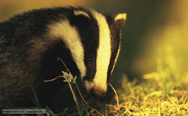 Badger © BBC