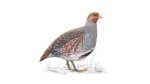Grey Partridge © RSPB