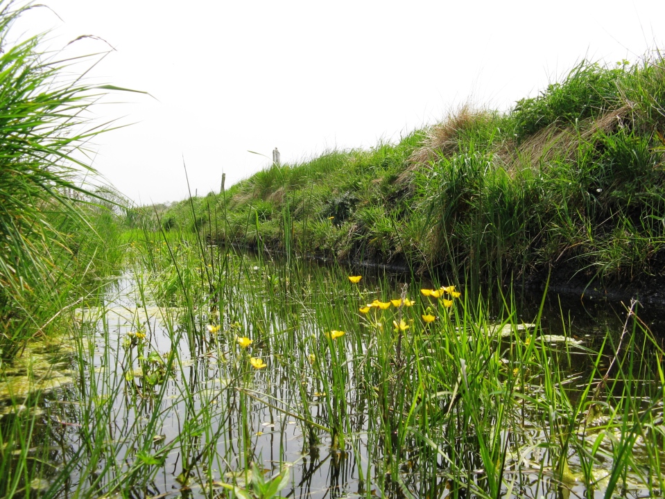Jun2012 Ditch with flowering crowfoot on Flixton Carr