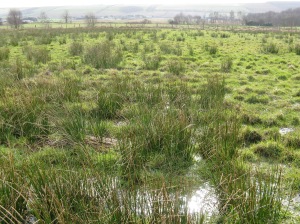 wetland habitat good for snipe