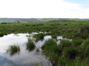A wader scrape at Staxton Carr in one of the fenced pastures