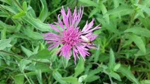 March fly on Knapweed